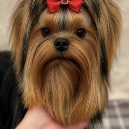 Andre - Yorkshire Terrier