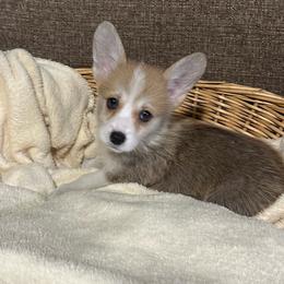 Little Pippa - Sable female Pembroke Welsh Corgi puppy in Urbana, Ohio from Edgewood Farm and Kennel