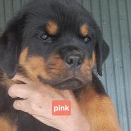 Girl 2 - Black and mahogany female Rottweiler puppy in De Witt, Iowa from Irish Eyes Kennels