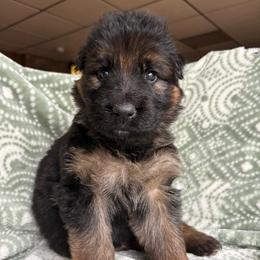 Sarsaparilla - Black and red female German Shepherd puppy in Coplay, Pennsylvania from By My Side Germans Shepherds & Dobermans