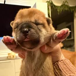 Milan - Red male Shiba Inu puppy in Zionsville, Indiana from Hana Shibas