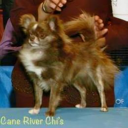 Chihuahua All Grown Up from Cane River Chihuahuas