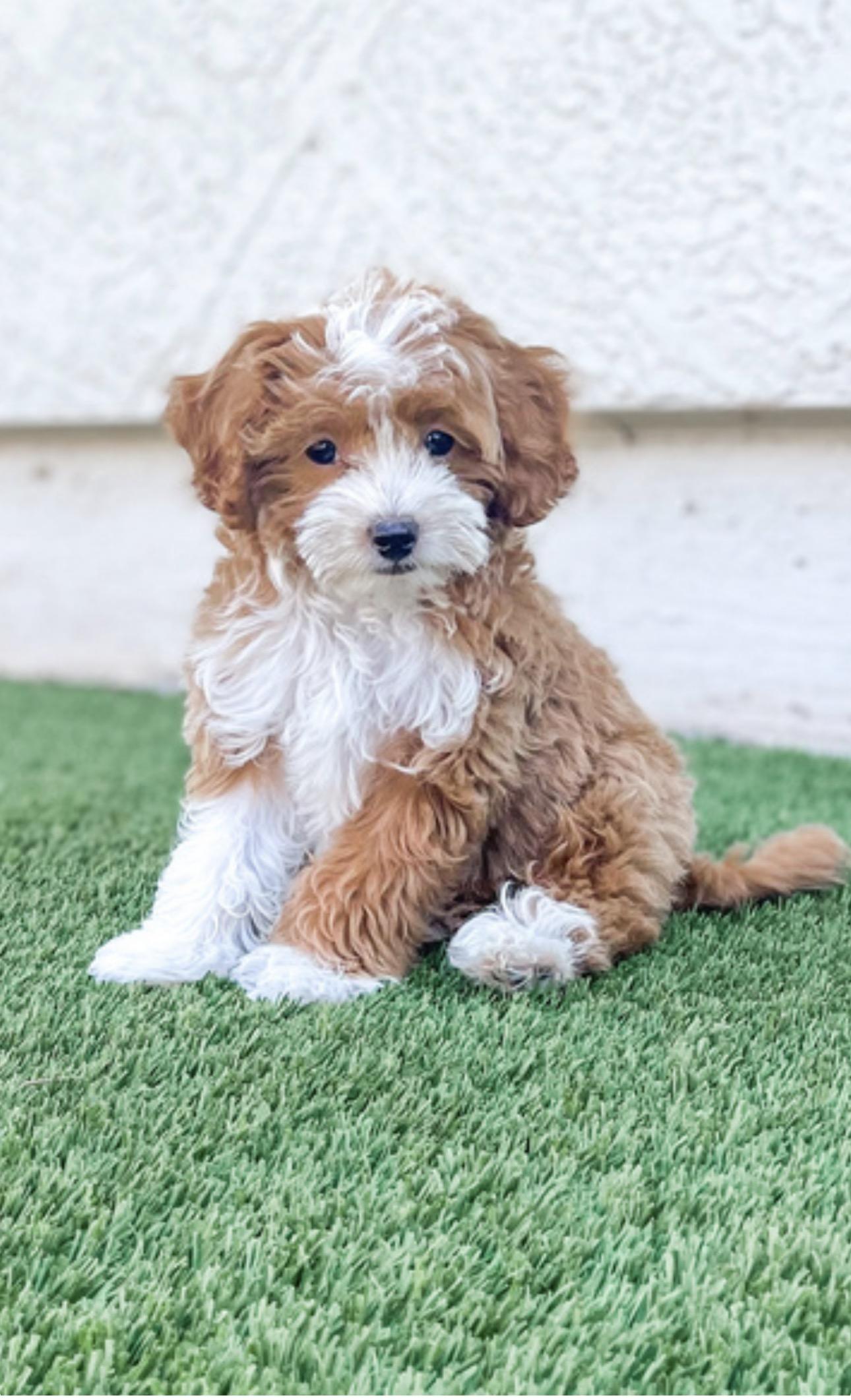 Romeo