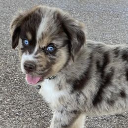 Boy 5 - Red merle Australian Shepherd puppy in Blum, Texas from 4P Poteet Farms