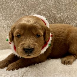 Vixen - Chocolate female Goldendoodle puppy in The Woodlands, Texas from Gracie's Goldendoodles and Bernedoodles