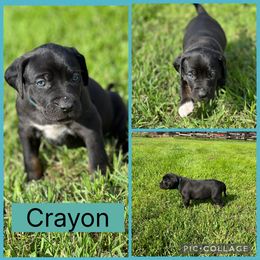 Crayon - Black male Catahoula Leopard Dog puppy in Forbes, Minnesota from North Country Catahoulas