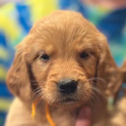 Miss Orange - Golden female Golden Retriever puppy in Albemarle, North Carolina from Companion Goldens of the Carolinas