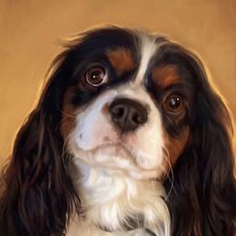 Teddy - Cavalier King Charles Spaniel