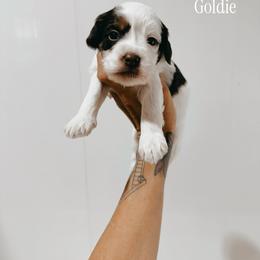 Goldie - Tri-color female Australian Labradoodle puppy in Riverton, Kansas from Honeybee Lane Doodles