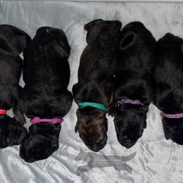 German Shepherd Puppies from Di Massimo Canile