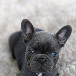 French Bulldog and Golden Retriever Puppies from Show me goldens and frenchies