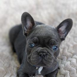 French Bulldog and Golden Retriever Puppies from Show me goldens and frenchies