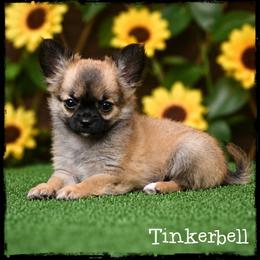 Tinkerbell - Black sabled fawn female Chihuahua puppy in Demorest, Georgia from Sourpatch Chihuahuas