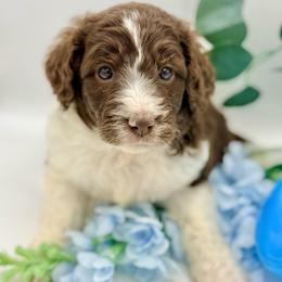 Brownie - Brown and white male Aussiedoodle puppy in Eastman, Georgia from Dood B Ranch