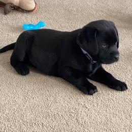 Labrador Retriever Puppies from Ehlers' Retrievers