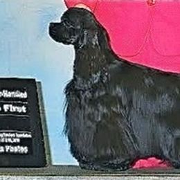 Cocker Spaniels and Shih Tzus from Newsong Cockers & Shih Tzu