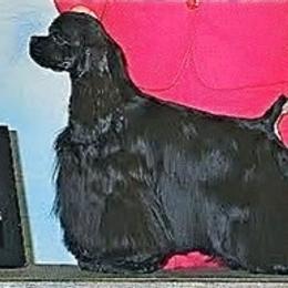 Cocker Spaniels and Shih Tzus from Newsong Cockers & Shih Tzu