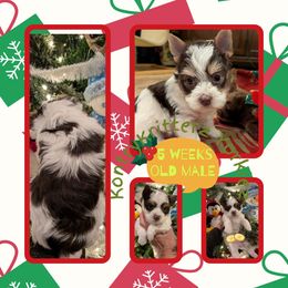 Rudolph - Chocolate, tan and white male Yorkshire Terrier puppy in Gatesville, Texas from KontryKritterz Yorkies