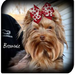 Brownie - Yorkshire Terrier