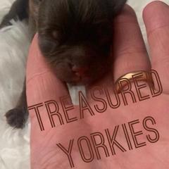 Yorkshire Terriers from Treasured Yorkies