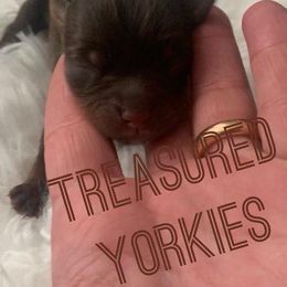 Yorkshire Terriers from Treasured Yorkies