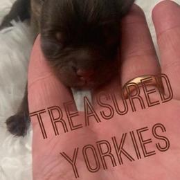 Yorkshire Terriers from Treasured Yorkies