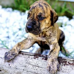 Great Danes from Rivercliff Danes