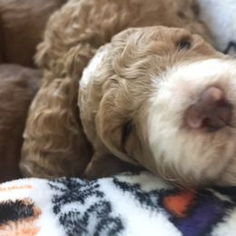 Australian Labradoodle Puppies from Wild Daisy Labradoodles