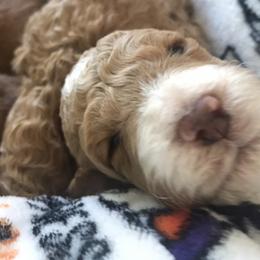 Australian Labradoodle Puppies from Wild Daisy Labradoodles