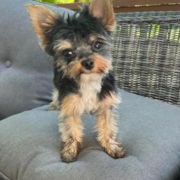 Yorkshire Terriers from Yorkie Bundles of Joy