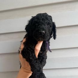 Zira - Purple Band Girl - Black female Poodle puppy in Plainfield, New Jersey from Caris Paws Poodles and Labradoodles