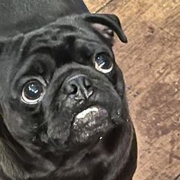 Hooch - Pug