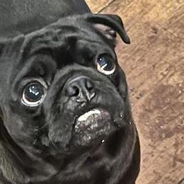Hooch - Pug