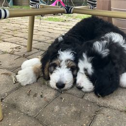Bernedoodle and Goldendoodle Puppies from Central Texas Doodles