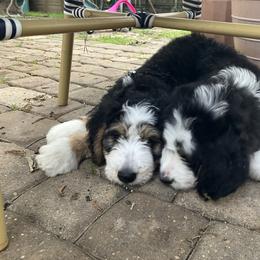 Bernedoodle and Goldendoodle Puppies from Central Texas Doodles