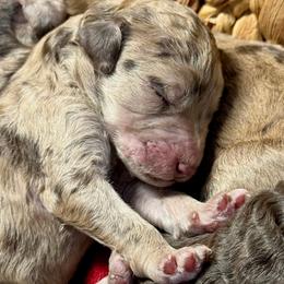 Snuggle Muffin - Merle male Goldendoodle puppy in Mc Kinney, Texas from Flair Doodles
