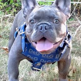 French Bulldogs from Exotic Allstar Frenchies