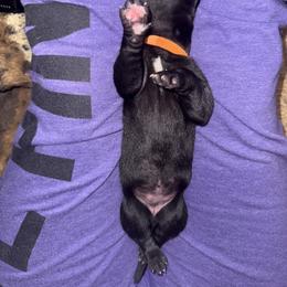 Girl 1 - Black female Great Dane puppy in Luling, Texas from Pegasus Great Danes
