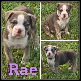 Rae - Gray brindle female Olde English Bulldogge puppy in Wheeler, Michigan from Haase Family Kennels