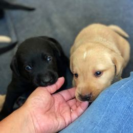 Labrador Retriever Puppies from Green Acres Labradors