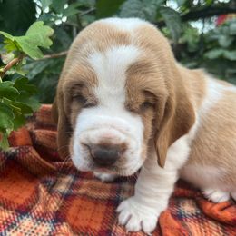 Boy 1 - Lemon and white male Basset Hound puppy in Hay Springs, Nebraska from Rain and Snow Bassets