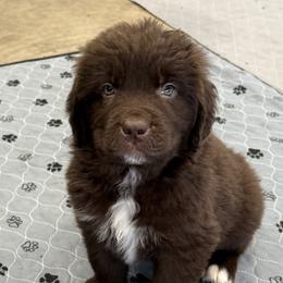 Dex - White and brown male Newfoundland puppy in Goodhue, Minnesota from Claypits Newfoundlands