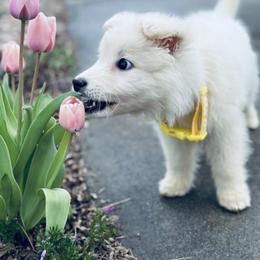 Berger Blanc Suisse Puppies from Moonlight Berger Blanc Suisses
