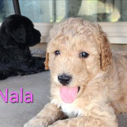 Nala - Cream female Goldendoodle puppy in Goodyear, Arizona from The Earl Dood(le)s