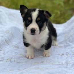 Denali - Black and white female American Corgi puppy in Hope, Arkansas from Foxy Knoll Farm