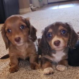 Dachshund Puppies from Destiny's Dachshunds