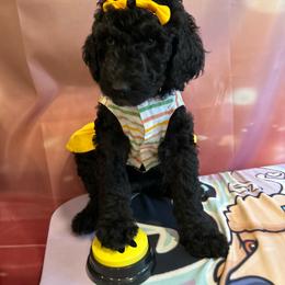 Denver - Silver female Poodle puppy in Mobile, Alabama from Semmy’s Standard Poodle LLC