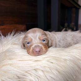 Precious - Fawn (isabella) and cream female Dachshund puppy in Washburn, Tennessee from Clinch Mountain Dachshunds