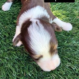 Sabrina Carpenter - Red tri-color female Aussiedoodle puppy in Bakersfield, California from Annie's Aussies