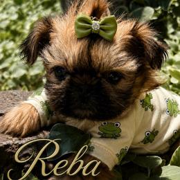 Reba - Red and white female Shih Tzu puppy in Dallas, Texas from Heart and Soul Shih Tzu